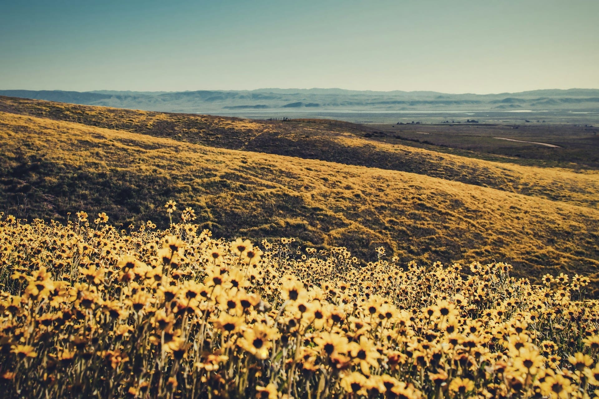 An image of a desert field in Maricopa County, AZ.