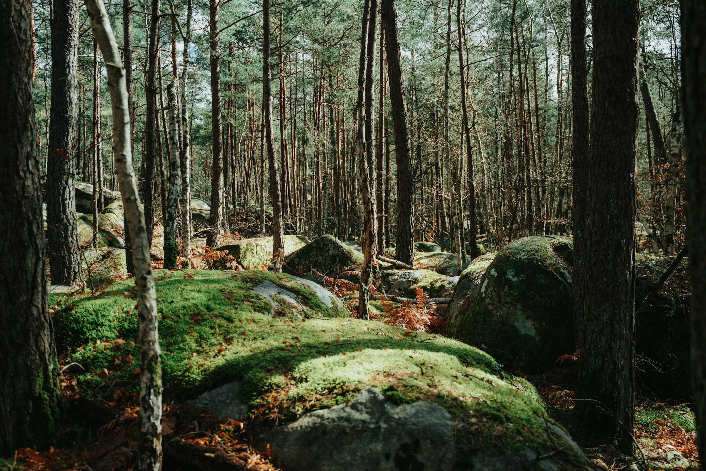 An image of sandstone boulders in The Forest of Fontainebleau.